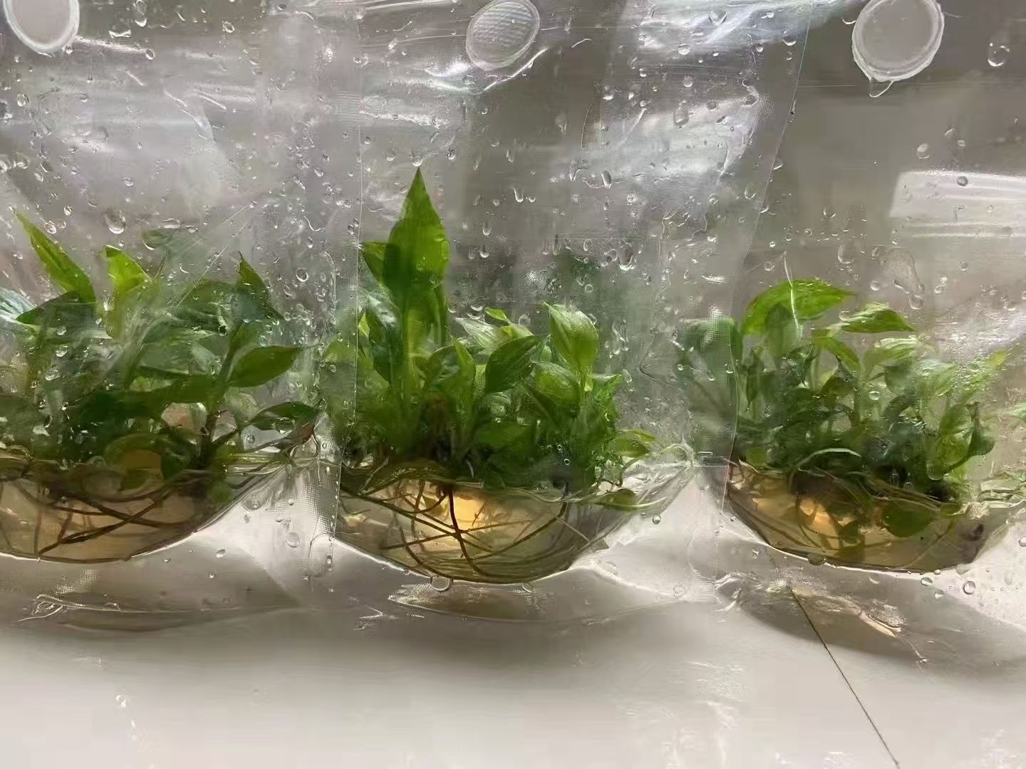 自立组培袋育苗应用