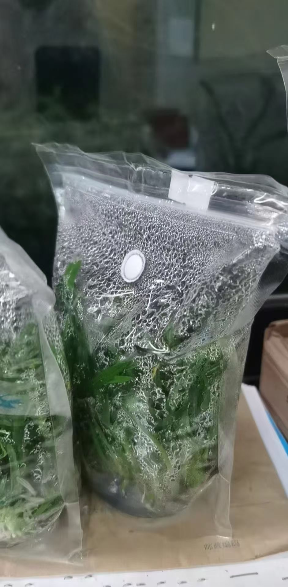 透气组培袋生产效果