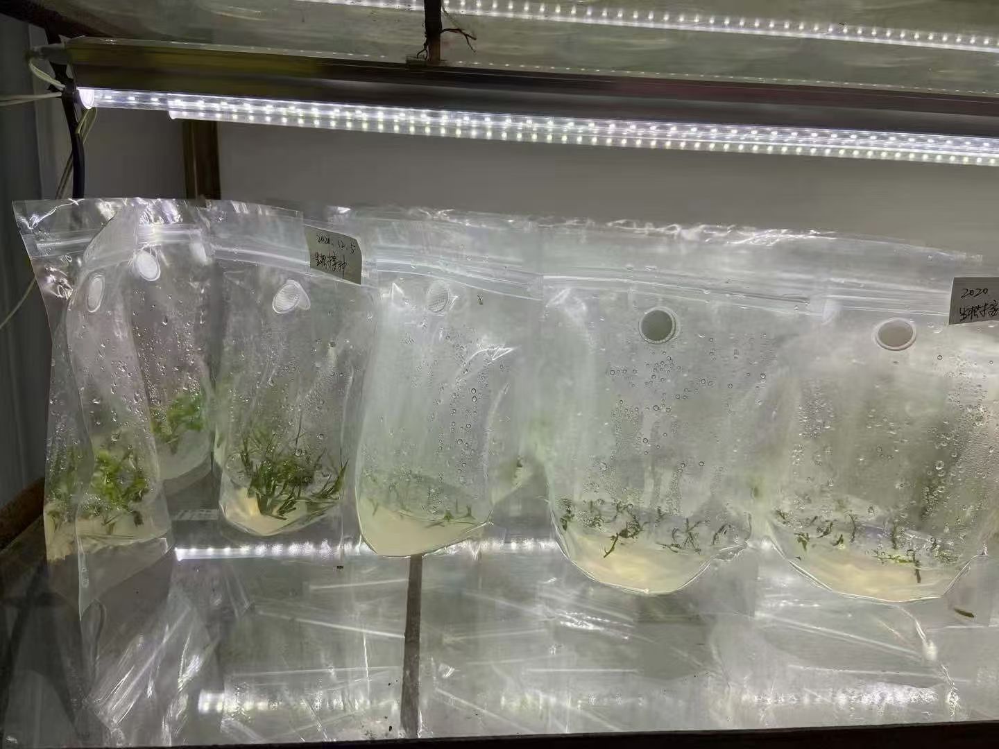 组培袋规模化培养