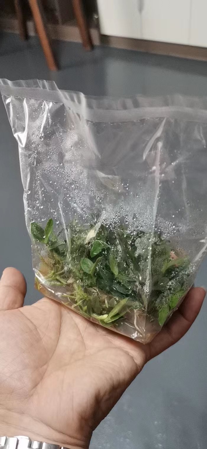 热封组培袋应用效果