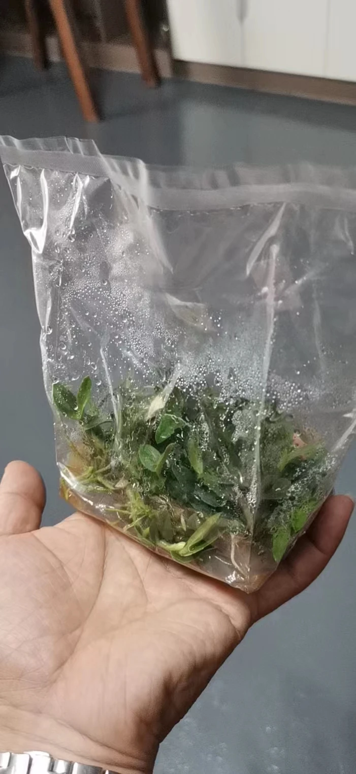 热封组培袋应用效果
