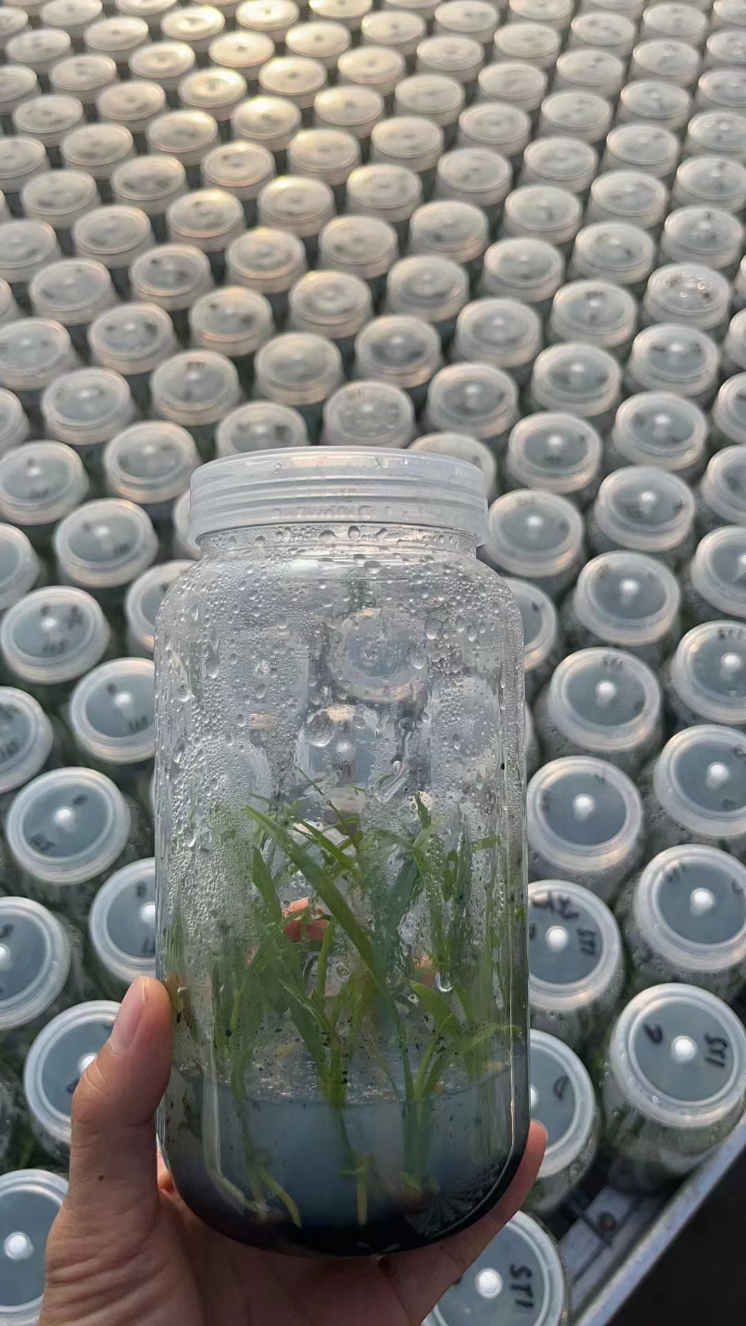 组培瓶规模化生产